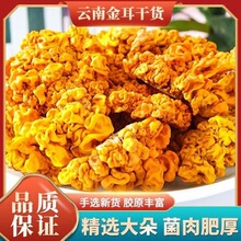 金耳云南金耳干金耳2026新货黄金耳食用菌大朵清炖干货煲汤食材