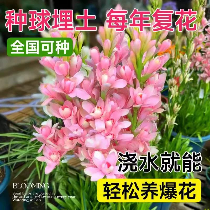 Луковицы туберозы с двойными лепестками цветут в том же году, ночные цветы ароматных многолетних цветов, цветочные горшки на балконе во дворе.