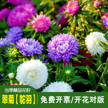��Ʒ�ذ��շN�ӿ��л������D�����D�{�ջ���ͥԺ�̨���Ի���