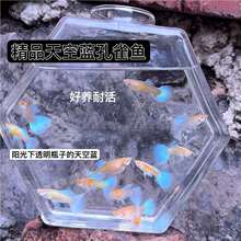 �ɷ�ֳ����{�N�~��ȸ�~�ײͰ��R�~̥���~�^�p�~�Ꭷ�~�^�pС�~�Z