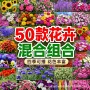 四季工程庭院开花种子