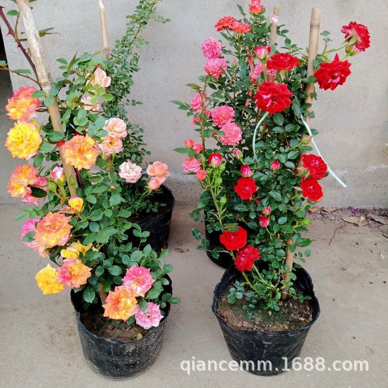 База оптом вьющиеся розы в горшках Роза Ваза лоза многоцветковая Роза вилла двор цветение года