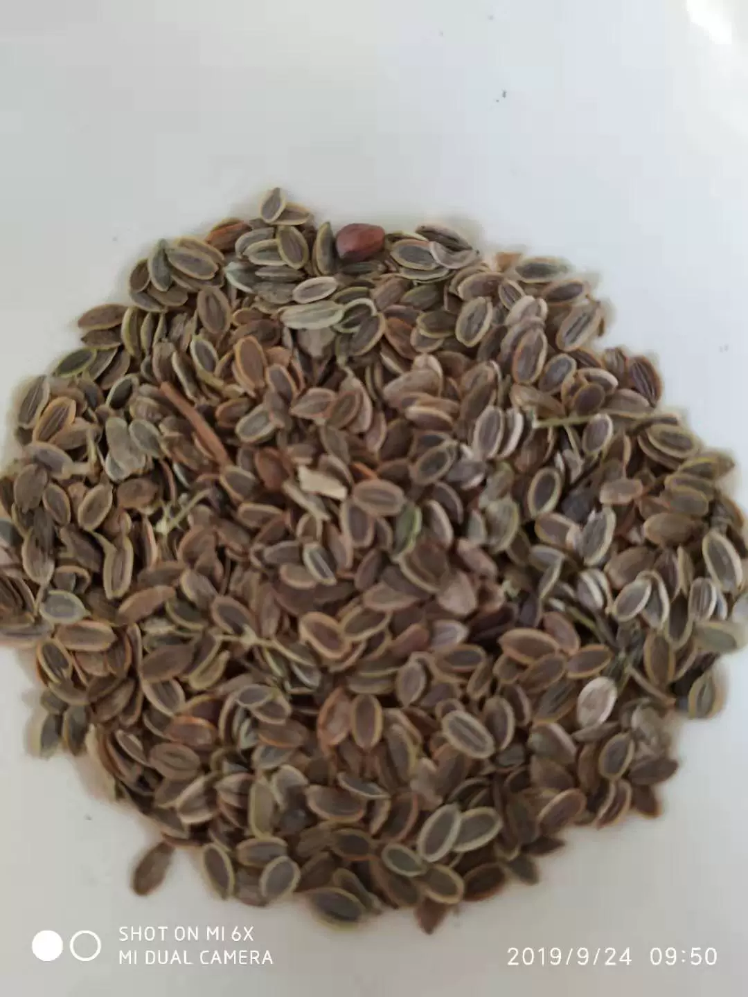 База прямых продаж Низкая цена Высокое качество Западной съедобные травы укроп Семена оптом большое количество скидка