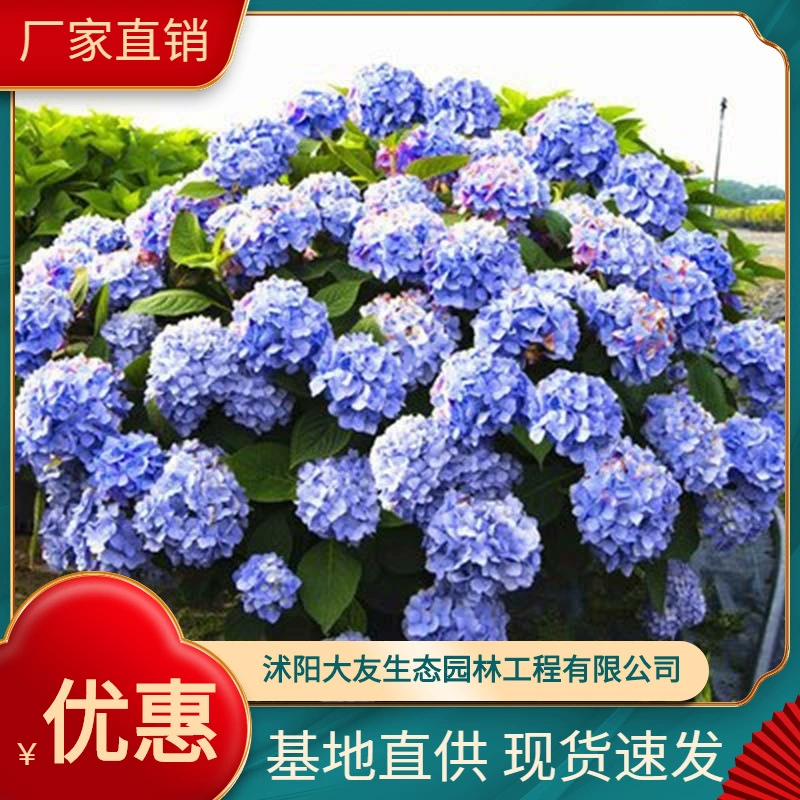 Бесконечная летняя база Оптовые сорта самостоятельного производства Полные живописные Ландшафтные инженерные озеленение рассады