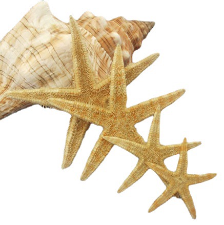 Flower gift decoration natural conch shell immortal flower starfish…