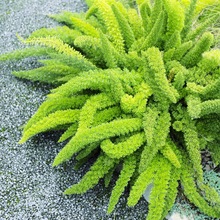 狐尾天门冬盆栽净化空气观叶植物窗台庭院室内阳台绿植花卉九尾狐