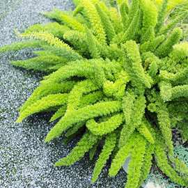 狐尾天门冬盆栽净化空气观叶植物窗台庭院室内阳台绿植花卉九尾狐