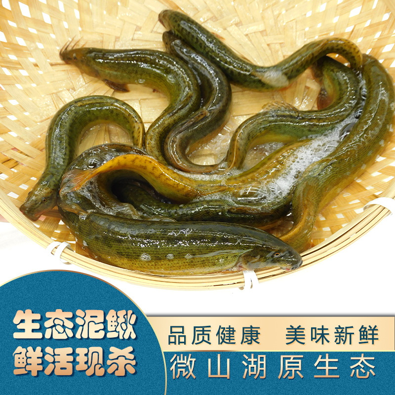 微山湖泥鳅鲜活食用淡水鱼捕捉大板青鳅黄鳅现发现杀冷冻发货包邮