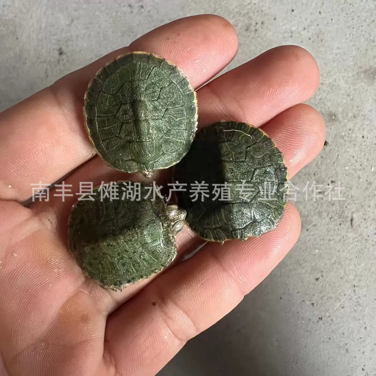 Бразильская черепахаPet turtle Brazilian turtle сеянцы большая Бразильская черепаха витрины многоцветный маленький черепашонок живой организм оптовая продажа