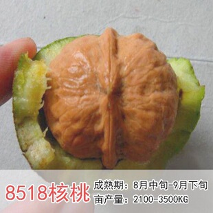 �޽�����������Ҙ�������{���^�����������Ա��Ϸ��Nֲ����