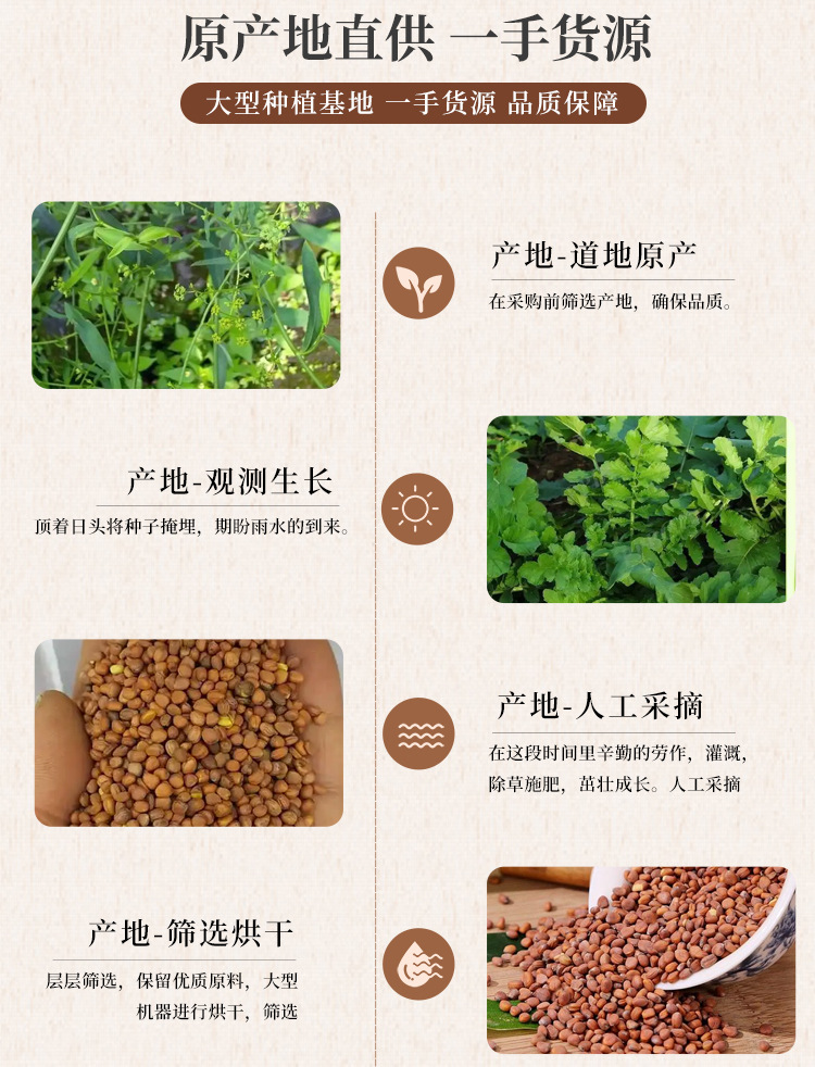 Dried Raphanus Seed Lai Fu Zi 500g Whole Radish Seeds for Herbal Decoction and Tea quality and texture