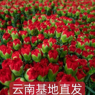 Carnation Flowers Single Head Yunnan Flower Base Direct Delivery Mother's Day Fresh Home Living Room Flower Arrangement Water Culture