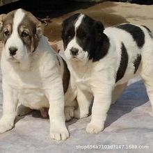 纯种双血统大骨架中亚牧羊犬狗狗活体中亚幼崽狩猎大型护卫犬猛犬