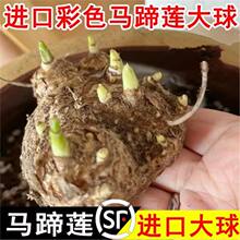 进口马蹄莲种球大球带芽多年生室内室外盆栽彩色四季不断开花植物