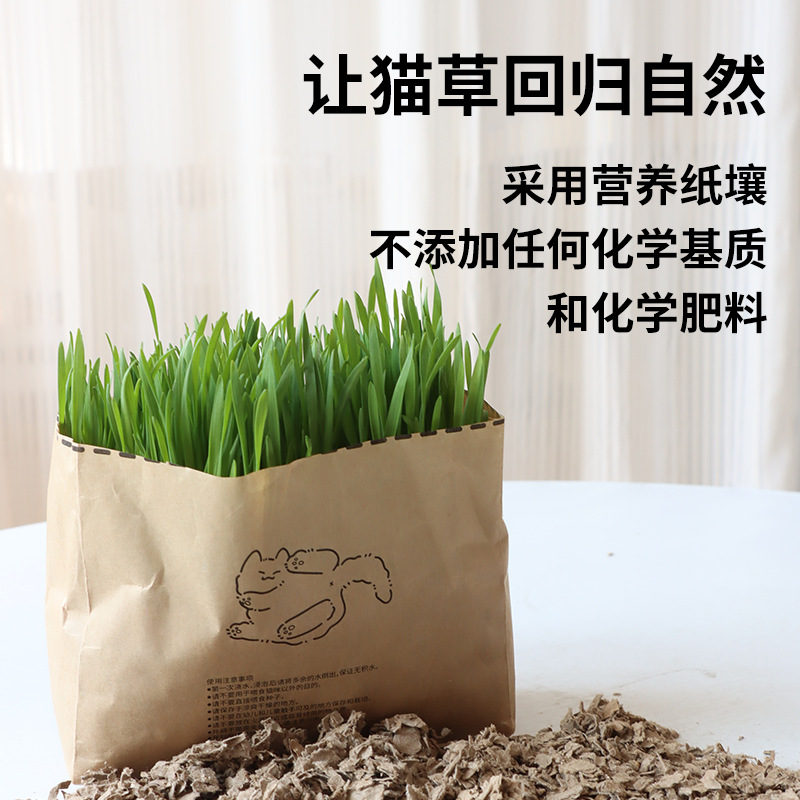 Nuevo producto pasto para gatos perezoso, trigo, cultivo sin suelo, bolsa de pasto para gatos, cabello para ayudar a la digestión, bocadillos para gatos, pasto para gatos al por mayor