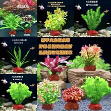 С�Ź�ˮ������������B�G�վGֲ��ˮֲ���ɽʯ�Źڶ�ֲ�~��