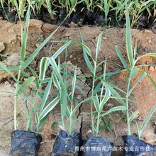 ���~�J�� ˮ��ֲ�� �\ˮ��ͦˮ �JȔ ����ˮ�|���� ���~���~�Gֲ