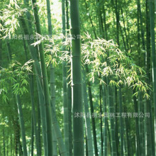 ТͥԺ^pļNֲ͸CPβ̨