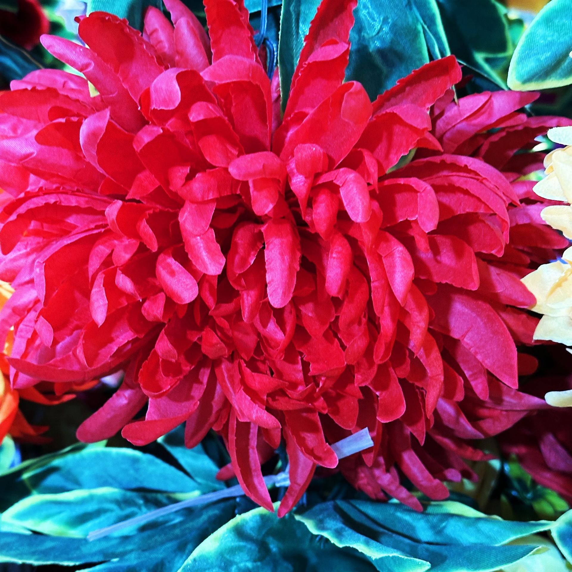 Rose red (10 heads, 2.5 meters)