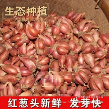 �Nֲ�����Ĵ�С���[�t�[�^��ѿ���Ի��[�S�[�ļ��[��ե�[�͸���Ȼ