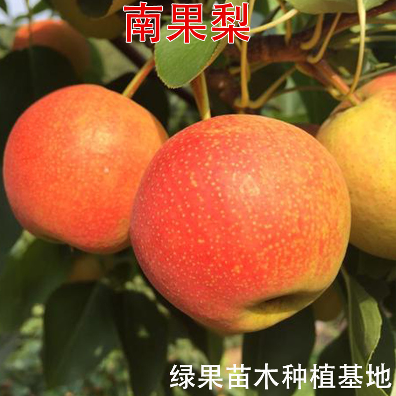 南果梨树苗 嫁接梨苗 嫁接梨树苗 南国梨苗 南北方种植果树苗