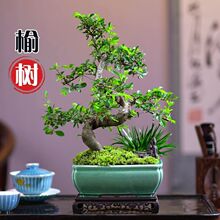 小叶榆树老桩榔榆s弯造型盆景花卉绿植客厅办公室桌面植物新中式