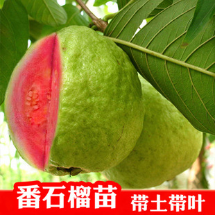 ��ʯ�����ļ��������t�İŘ����Ѽt��ʯ�޽ӎ��������箔��Y��