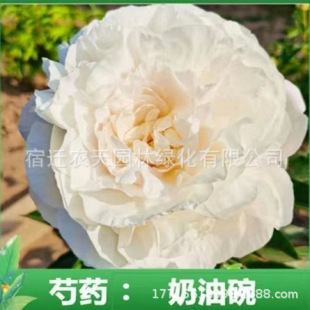 Peony Root Block with Buds, Peony Root, Peony Flower Root Ball, Flowering Indoor Courtyard Green Plant Potted Plant