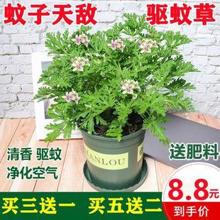 Mosquito Repellent Potted Plants, Indoor and Outdoor Courtyard Anti-Mosquito Repellent Vanilla Seedlings, Easy to Maintain Table Green Plants in All Seasons