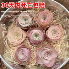 ɽ��õ�����ֲ���Ϙ��҃�����ˮ���ҾƱ���Ү�_�k�����滨�ܾGֲ