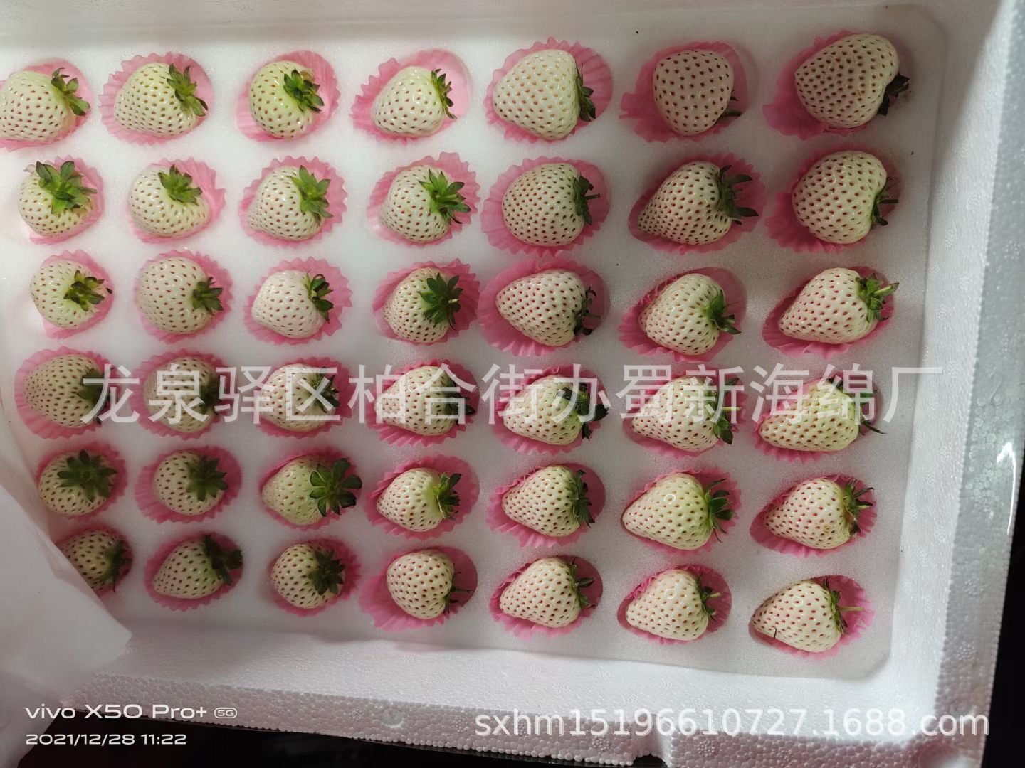 厂家供应草莓白色海绵垫片/66枚77枚草莓周转箱草莓海绵