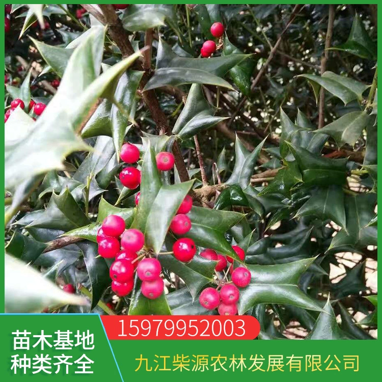 Поставка, ива, ива, ива, колючая собачья кость, кошачья шип, тигровый шип, птица не спит