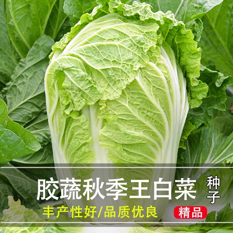 大白菜种子白菜籽蔬菜山东白菜种孑冬季四季秋大白菜种籽大全秋季