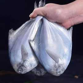 特大银鲳鱼无冰白鲳鱼平鱼昌鱼鲳鳊鱼海鲜水产新鲜冷冻大号鱼类