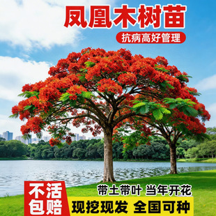 �P��ľ����t���С����P��������F�L����ͥԺ�G�������ļ����G