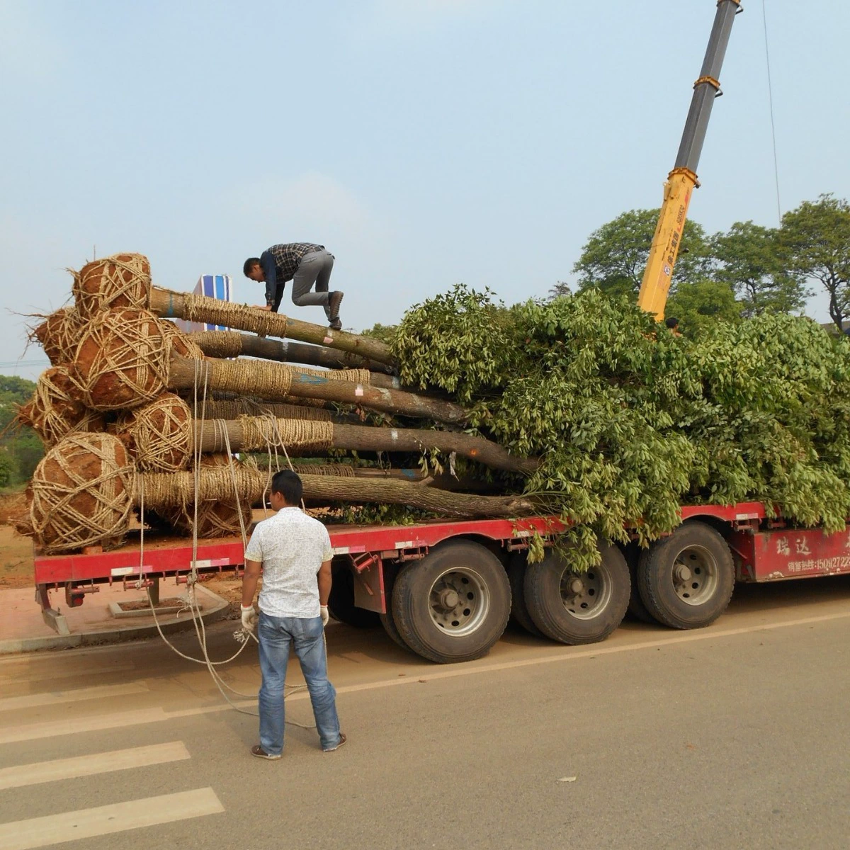 Оптовая продажа камфорного дерева диаметром 3-5cm см, саженцы камфоры из Хэнаня с несколькими головками для пересадки, цена на длинное зеленое камфорное дерево