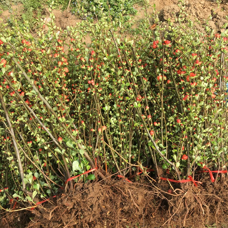 База Оптовая Наклеивание Стебля Бегония Четыре Сезона Цветок Бегонии Рассада Бегонии Шафран Бегония Озеленение Кустарниковые Садовые Растения