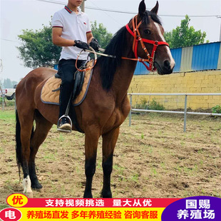 ɽ���������u�T���R���ɹ��R�����R����һƥ ���_���R