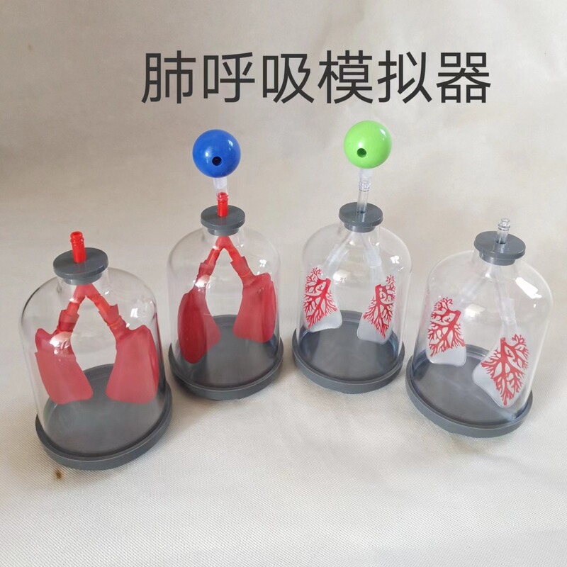 Lung respiratory model diaphragm motion simulation demonstrator lung working principle atmospheric pressure biological teaching aids