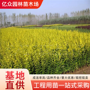 �������~Ůؑ��@�ֹ��̾G����ľ�ļ����໨�����^ֲ������Ůؑ��