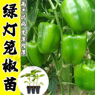 �G���\���玧������A�����������N�粻���ļ�����ͥԺ�߲�����