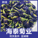 海泰菊业厂家批发直销蝶豆花散装蓝蝴蝶兰碟花蓝蝶花紫蝴蝶花批发
