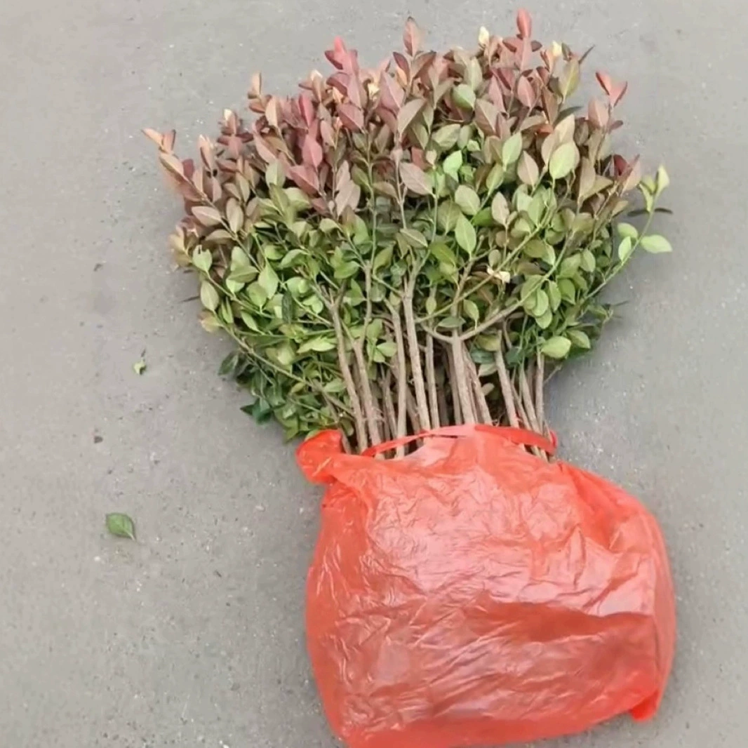 Саженцы евонима, саженцы евонима, саженцы для озеленения двора, морозостойкие вечнозеленые саженцы для всех сезонов, саженцы для озеленения садового строительства.