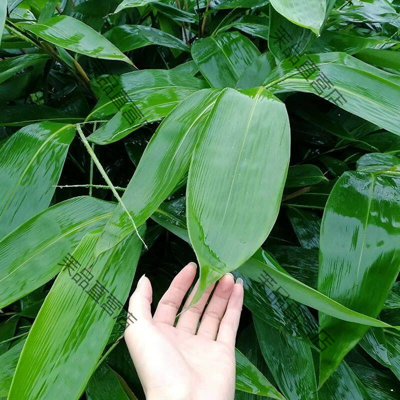 Большие свежие листья зонгзи в вакуумной упаковке для домашнего использования, широкие листья зонгзи для упаковки зонгзи, бесплатная доставка.