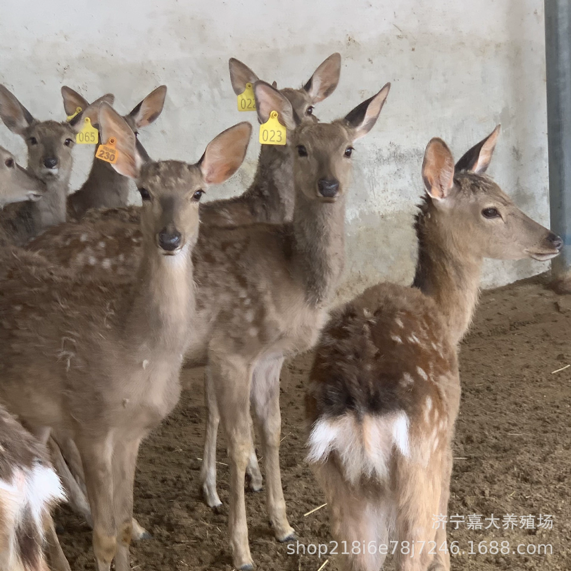 Остров оленей Сад оленей Слива Цветение оленей выставка где продать цветок сливы олень животное домашнее животное олень родственники Слива Цветок Олень ребенок цена
