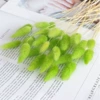 Green rabbit tail 60 bunch