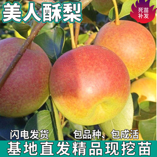 һ�����l��������������ϱ�������ͥԺ���ԷNֲ�ش�޽��������