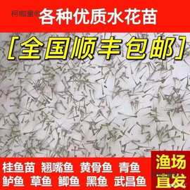 花鱼苗批发鲫鱼鱼桂鱼大头花鲢白鲢青鱼鲤鱼武昌鱼翘嘴鱼麦太保