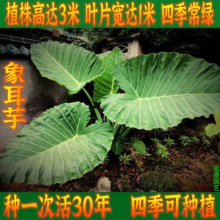 ������Ұ����N�����Ծ��;Gֲ�����^�~ֲ���̨ͥԺ�@�־G��