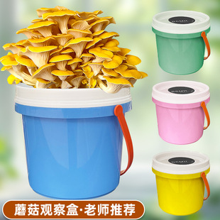 ƽ��Ģ���NֲͰ�b�����҃ȃ�ͯ��ʳ�þ����Y�����DIY�B�����̨